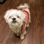 Brody - Maltese/Shih Tsu mix