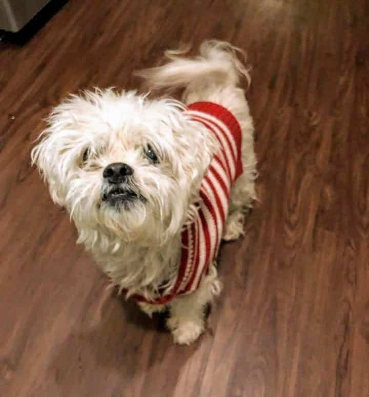 Brody - Maltese/Shih Tsu mix