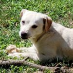 Canela - Female Terrier/Chihuahua 1yo 10lbs