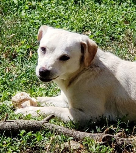 Canela - Female Terrier/Chihuahua 1yo 10lbs Canela - Female Terrier/Chihuahua 1yo 10lbs