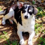 Layza - Female Terrier/Dachshund 2yo 12lbs