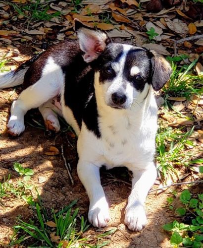 Layza - Female Terrier/Dachshund 2yo 12lbs Layza - Female Terrier/Dachshund 2yo 12lbs