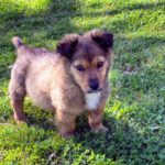 Adopt Levi: corgi-shepherd-puppy