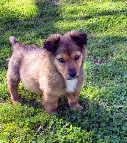 Adopt Levi: corgi-shepherd-puppy