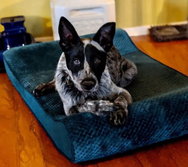 Loki-HeelerPuppy