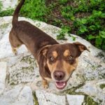 Rigsby - Male Breed: Ridgeback/Chocolate Lab mix 2yo 62lbs