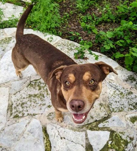 Rigsby - Male Breed: Ridgeback/Chocolate Lab mix 2yo 62lbs