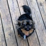 Adopt Sammy-pakinese mis