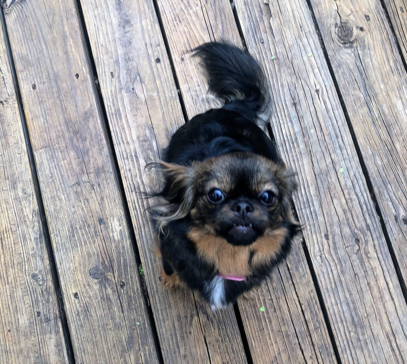 Adopt Sammy-pakinese mis