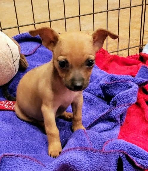 Bailey - 8wk old Chi Mix