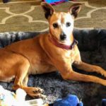 Bambi - Dear Head Chihuahua senior female