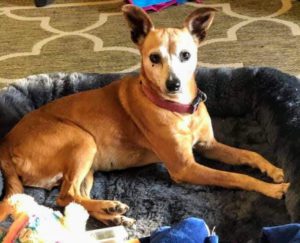 Bambi - Dear Head Chihuahua senior female