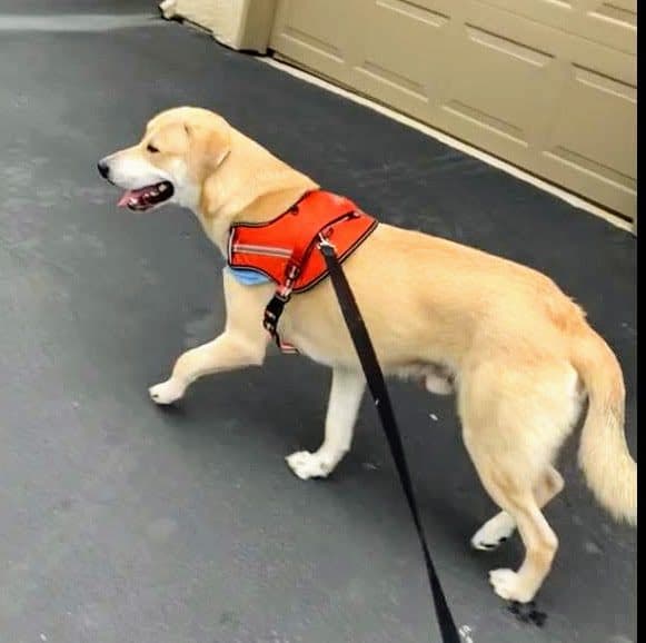 Buddy - 2yo Yellow Lab Mix