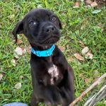 Emmy - Lab Mix Puppy