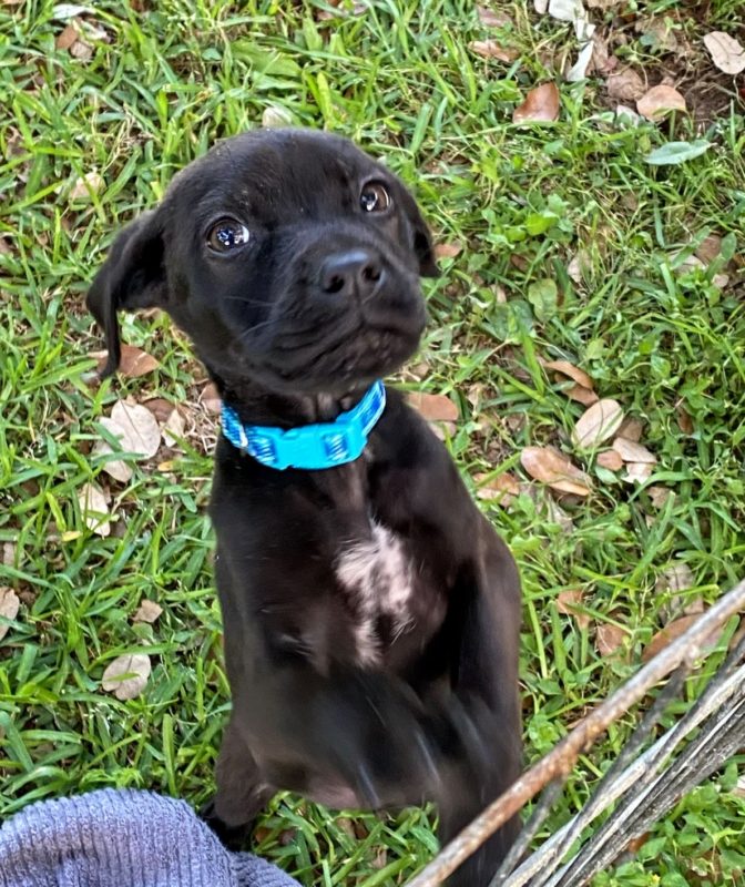 Emmy - Lab Mix Puppy Emmy - Lab Mix Puppy