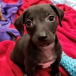 Oscar - Chi Mix puppy