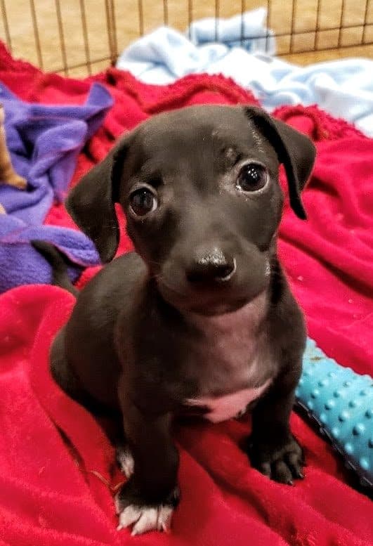 Oscar - Chi Mix puppy