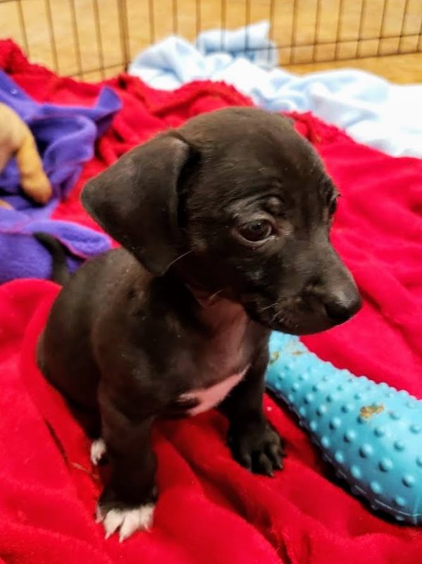 Oscar - Chi Mix puppy