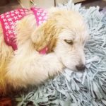 Roxy -Great Pyrenees Puppy