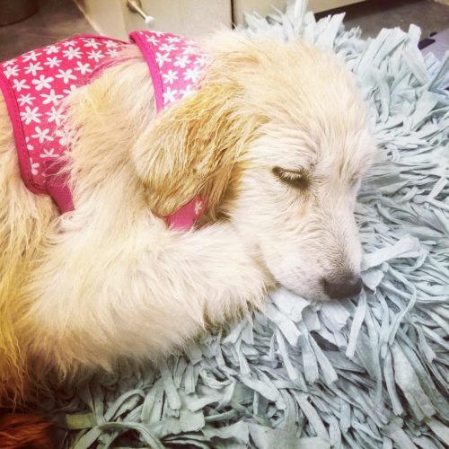 Roxy -Great Pyrenees Puppy Roxy -Great Pyrenees Puppy