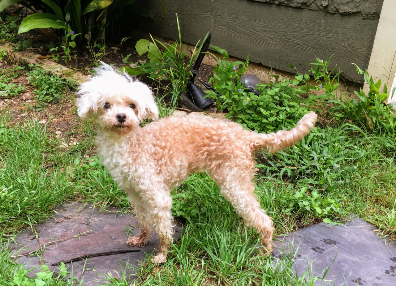 Gertie - 8yo Poodle