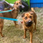 Honey Bear - ADOPTED