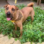 Adopt Marisa - SharPai