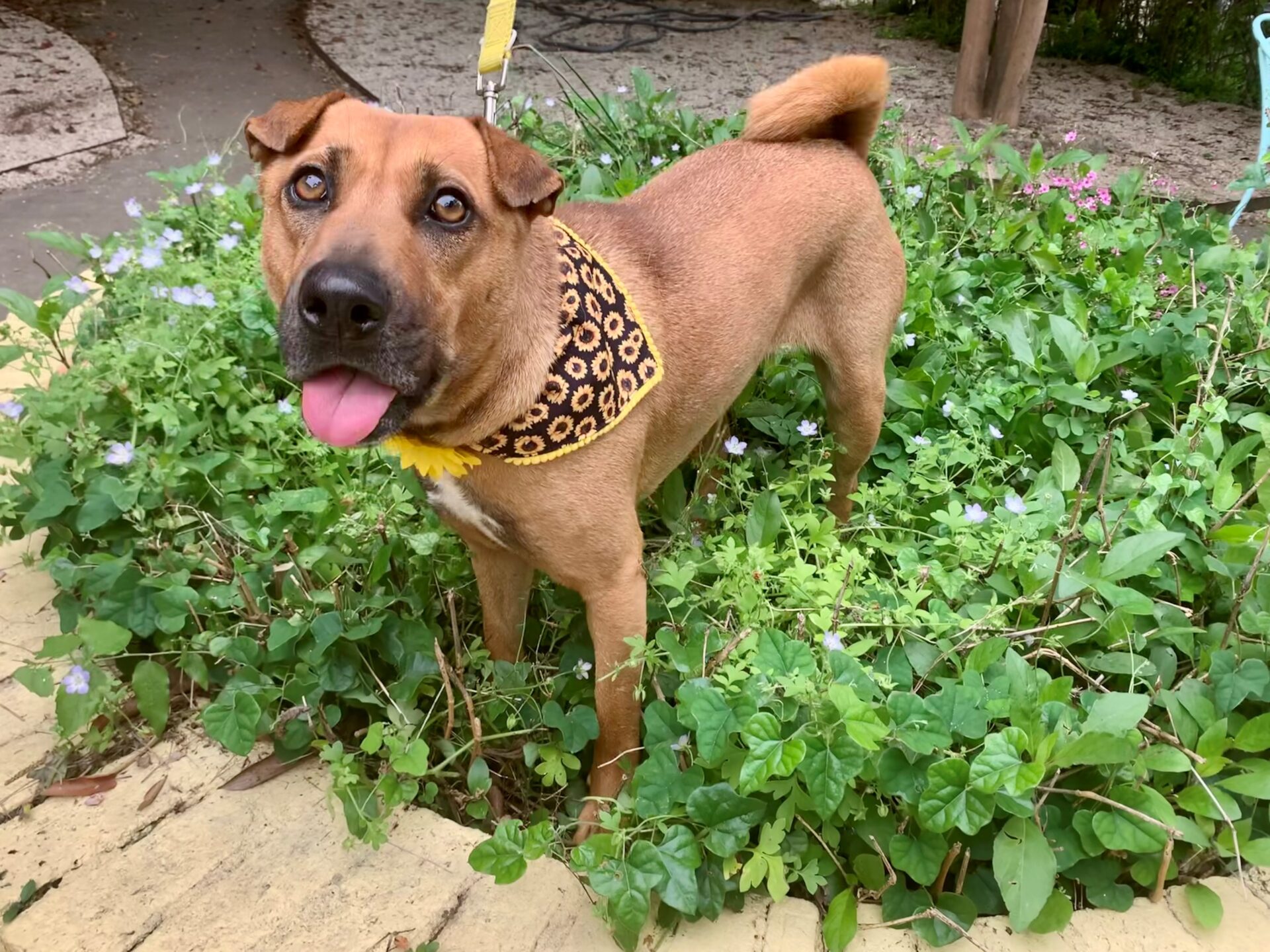 Adopt Marisa - SharPai