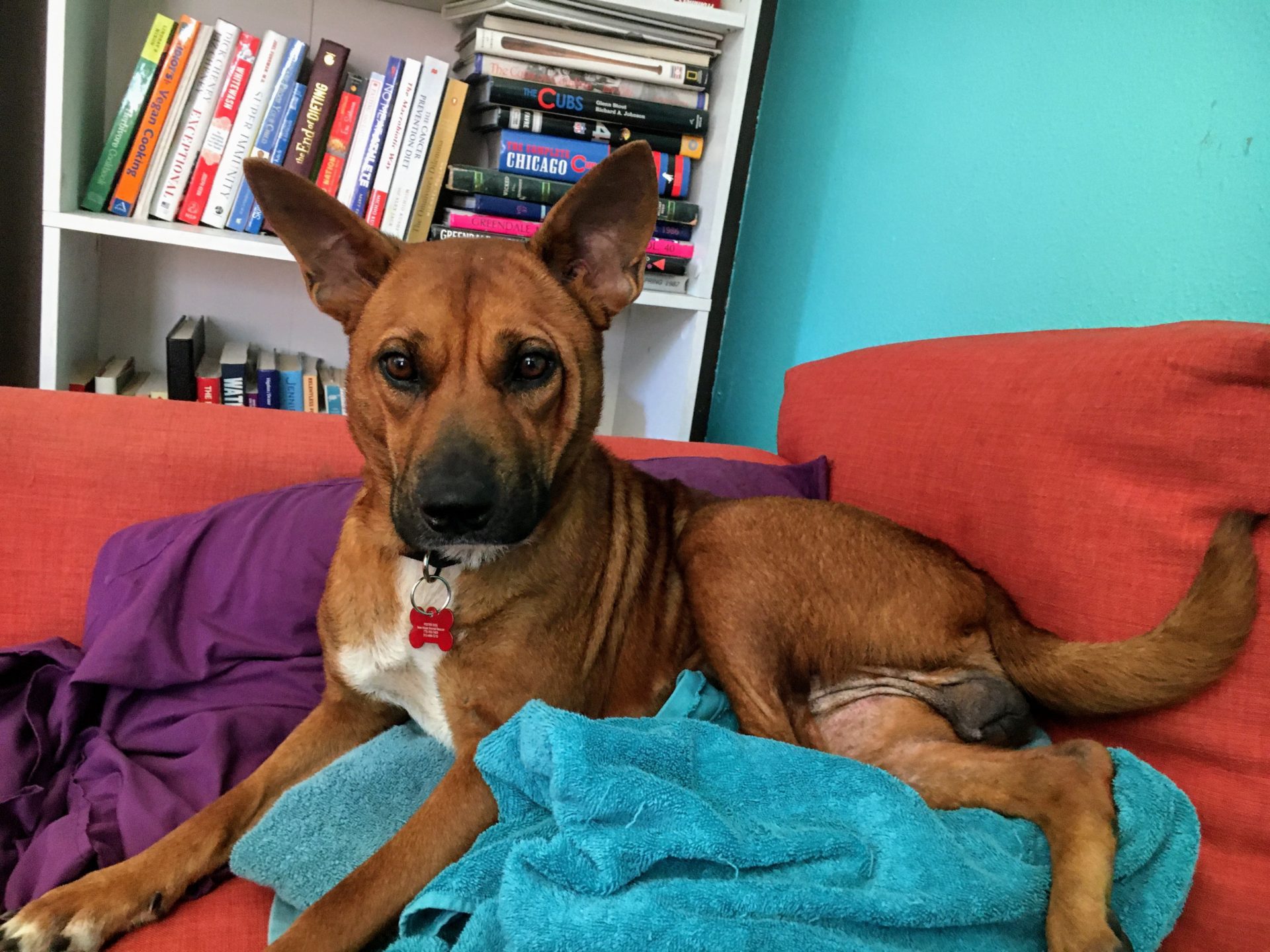 Melissa Shar Pei/Lab mix