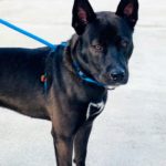 Bane - Belgian Malinois Mix