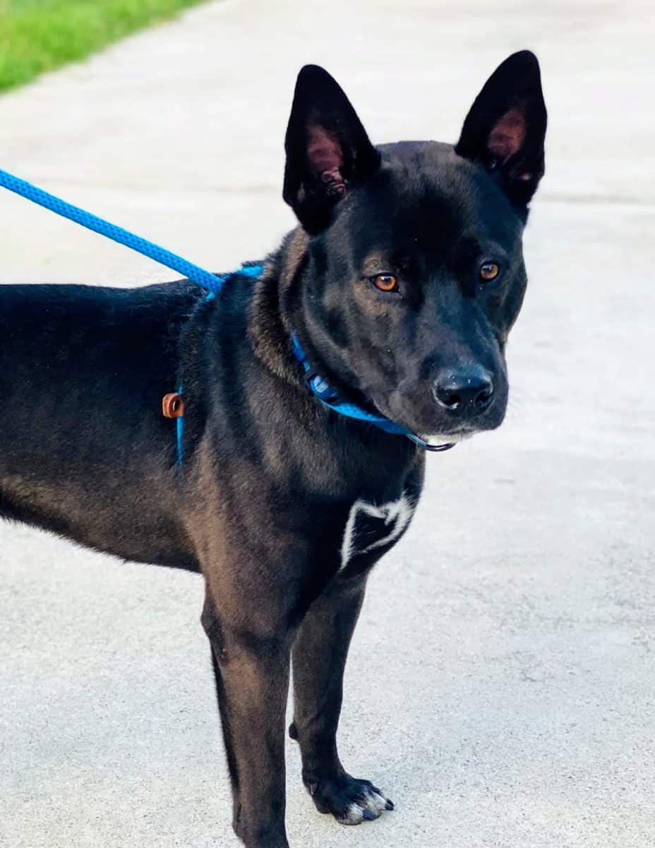 Bane - Belgian Malinois Mix