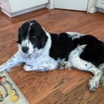 Lizzie - Landseer Newfoundland Mix