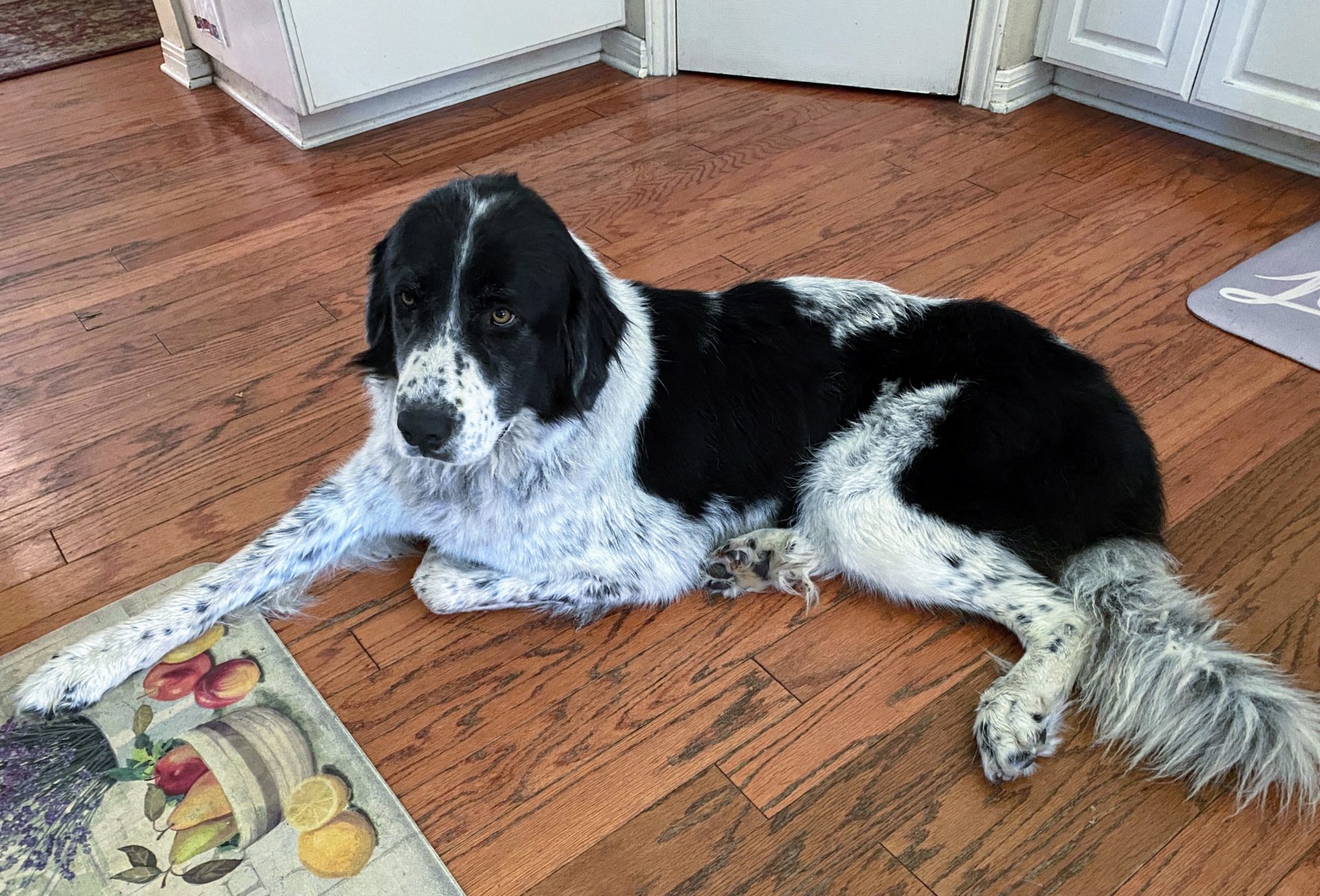 Lizzie - Landseer Newfoundland Mix