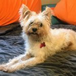 Mushu - Westie Terrier Mix