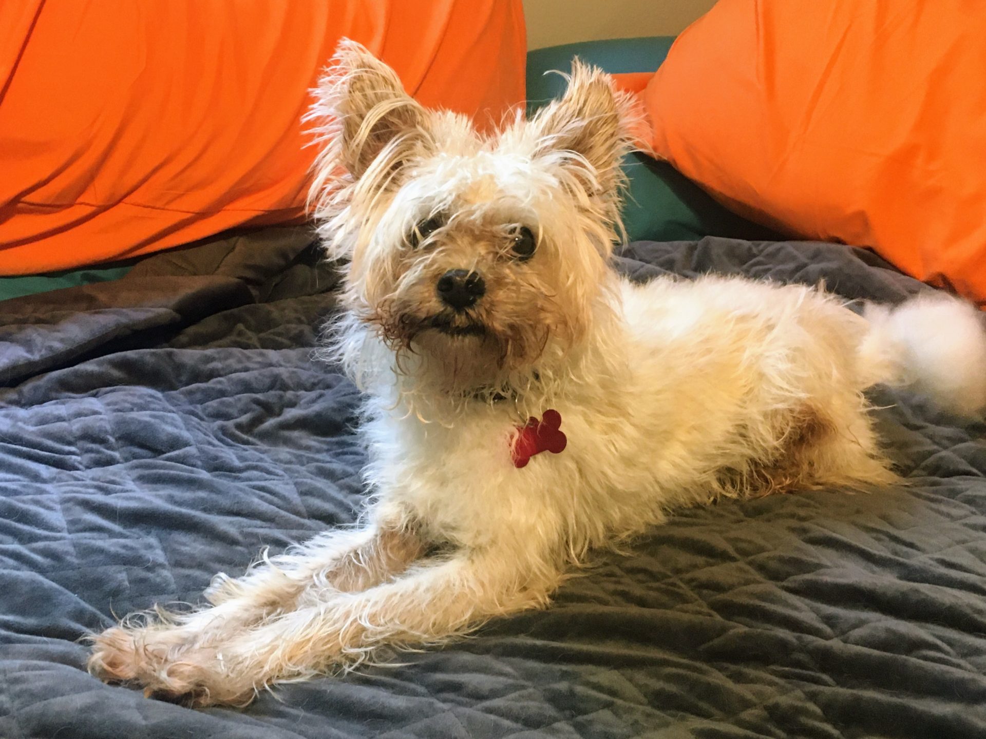Mushu - Westie Terrier Mix