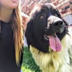 Gracie - Newfie