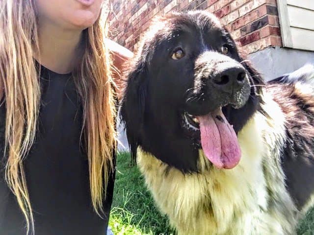 Gracie - Newfie