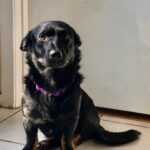 Carlos - ADOPTED