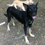 Jett - Female Shepherd Mix
