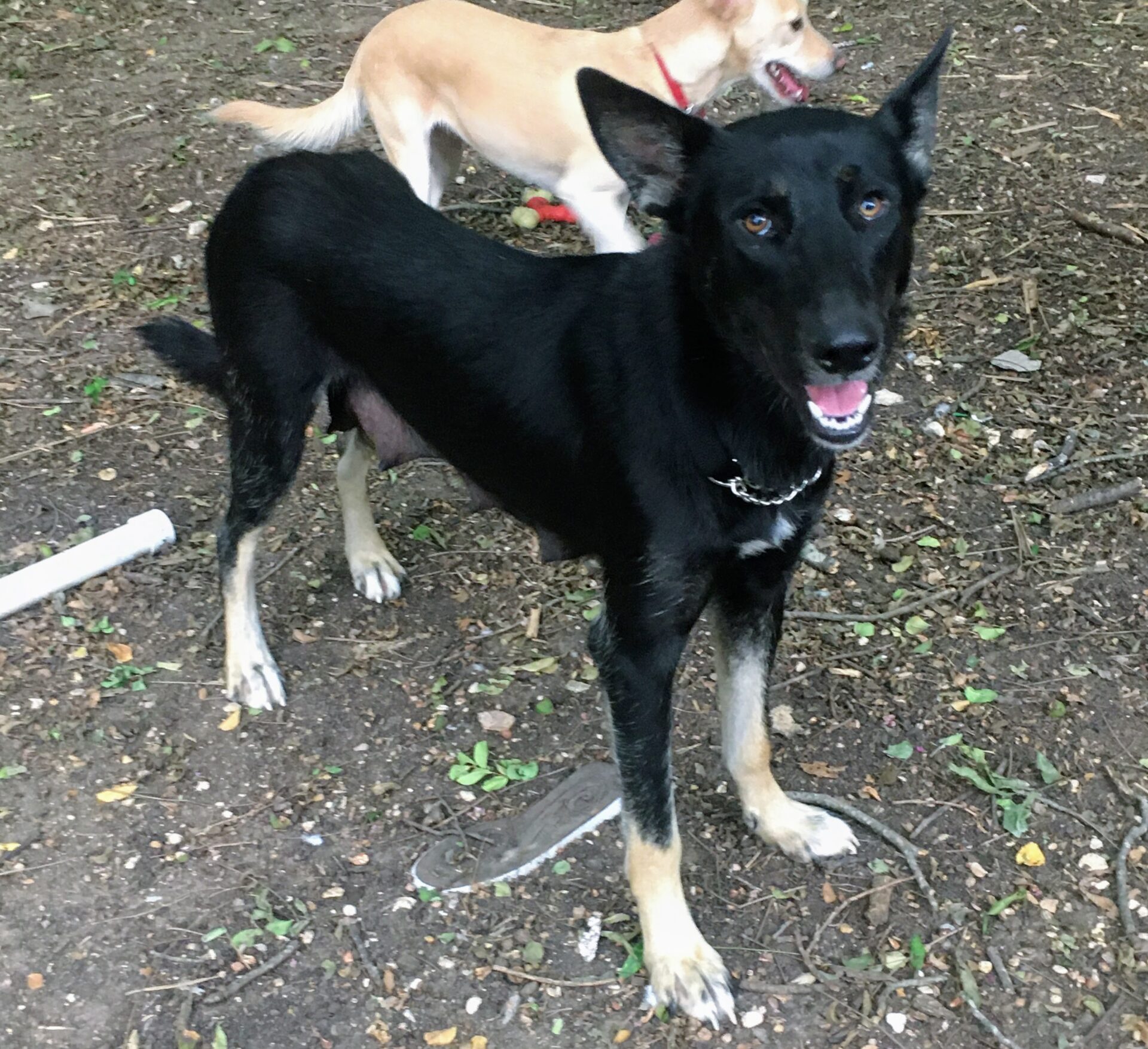 Jett - Female Shepherd Mix