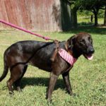 Lucy - 1.5 yo Lab Mix