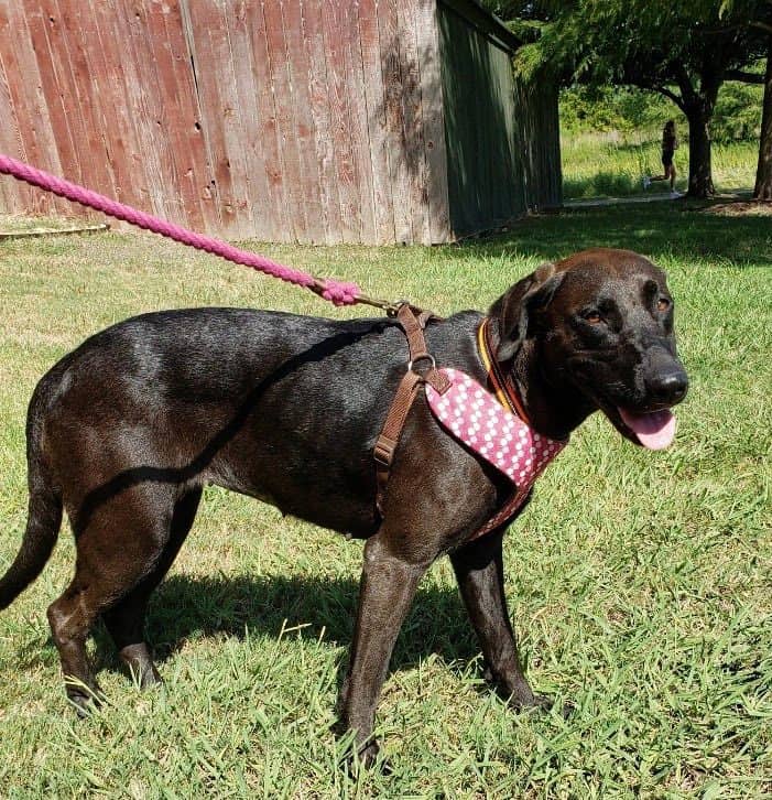 Lucy - 1.5 yo Lab Mix