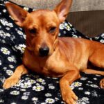 Dingo - ADOPTED