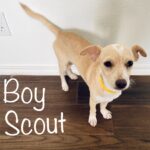 BoyScout - ADOPTED
