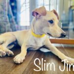 SlimJim - ADOPTED