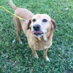 Daisy-Adopted