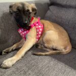Lena - ADOPTED