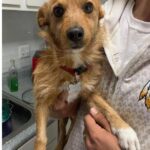 Jerry-ADOPTED