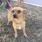Chakita-Adopted