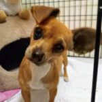 Stevie Bud - Adopted